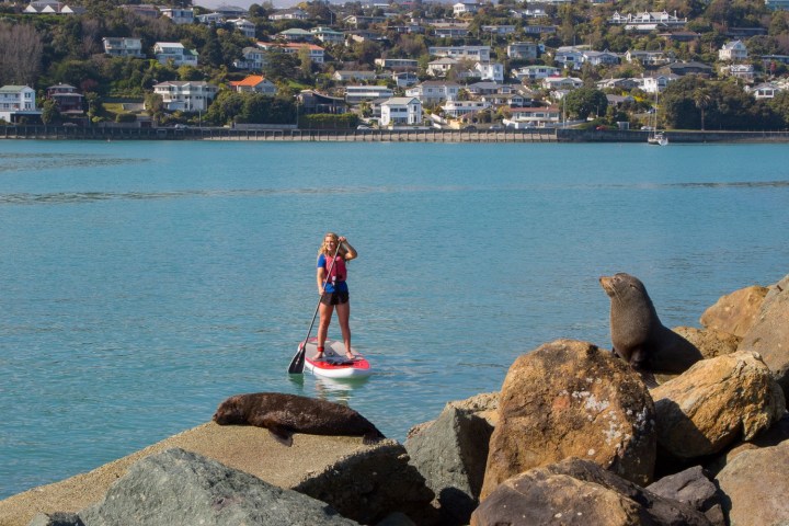 See eagles rays and seals out on your paddleboard hire from Tahunanui beach, Nelson, New Zealand