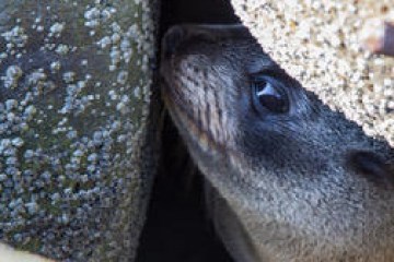 a close up of an animal